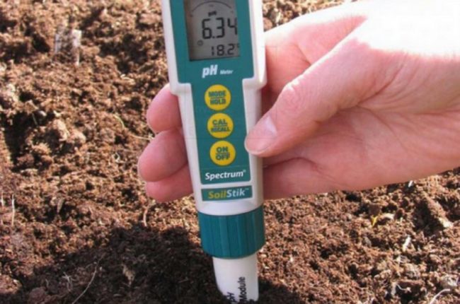 Измерение кислотности почвы в теплице перед высадкой рассады огурцов