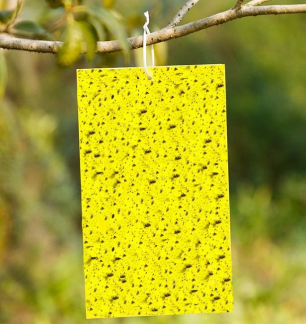 Желтая клеевая ловушка для уничтожения белокрылки на огурцах