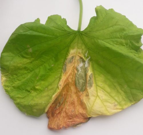 Светло-коричневое пятно на огуречном листе при заражении растения аскохитозом