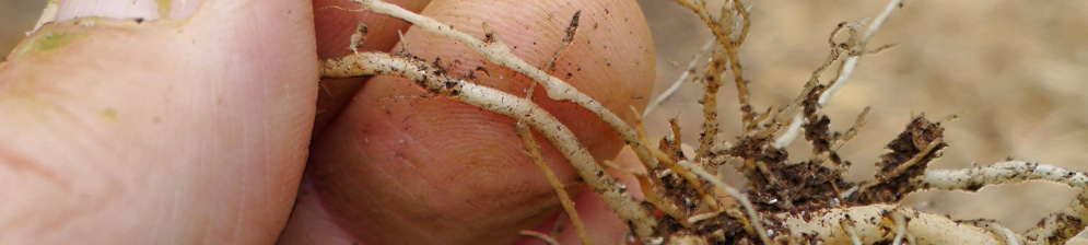 Микроскопические белые червячки нематоды на корнях огурца