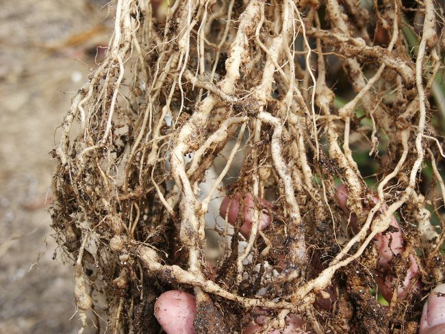 Корни огурцов с шарообразными наростами при поражении растения нематодой