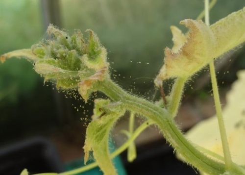 Завязи огурцов с признаками поражения растения паутинным клещом