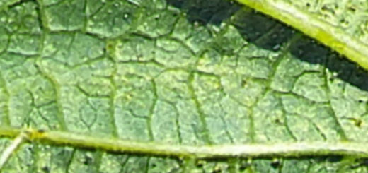 Особи разных возрастов паутинного клеща на листе огурца