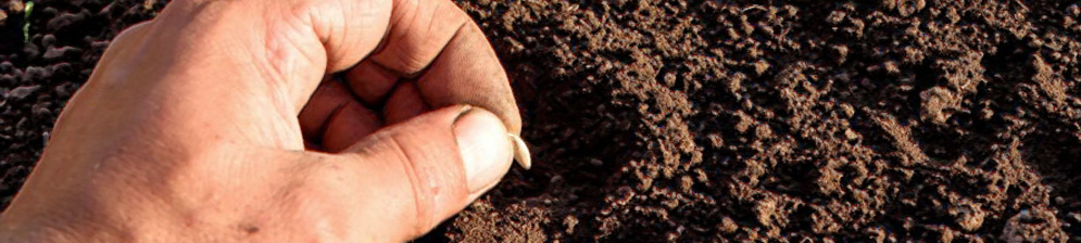 Лунка для посадки семечки огурца в открытом грунте