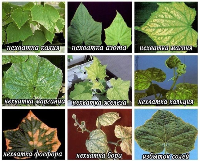Симптомы дефицита различных микроэлементов на огуречных листьях