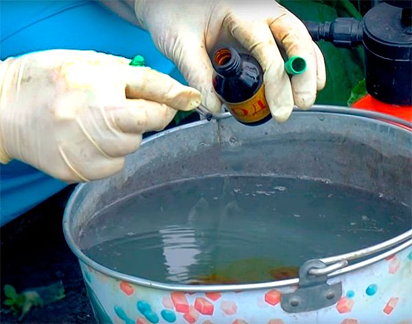 Подготовка водного раствора йода для внекорневой подкорки огурцов
