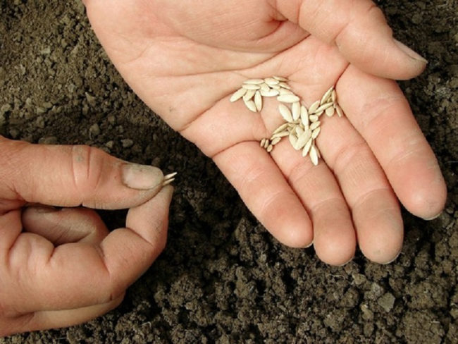 Семена огурцов на ладони огородника перед посадкой в конце мая на участке в Подмосковье