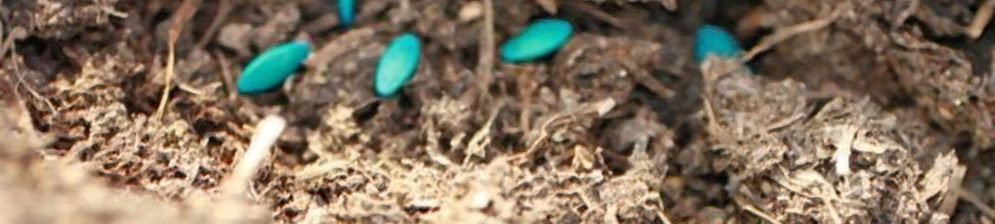 Укладка семян огурцов при посадке в открытый грунт в канавку