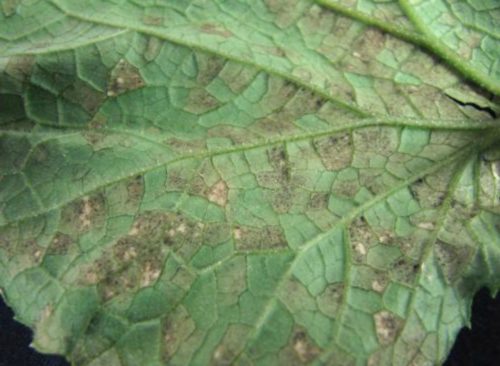 Серо-бурые пятна на листе огурца при заражении ложной мучнистой росой