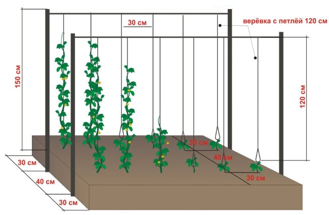 Схема вертикального выращивания огурцов на шпалере из проволоки