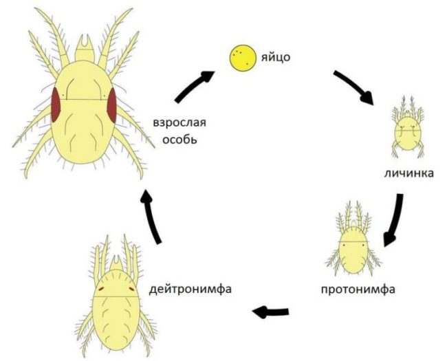 Схема цикла развития паутинного клеща на огуречных культурах