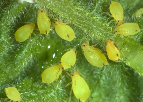 Мелкие особи зеленой тли на листе огурца в теплице