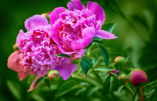 Розовые цветки травянистых пионов в начале июня