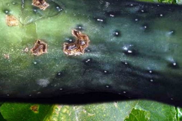 Первые признаки оливковой пятнистости на огурце в виде небольшого бурого пятнышка