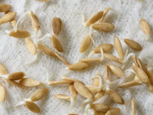Проросшие семена огурцов на хлопковой ткани белого цвета