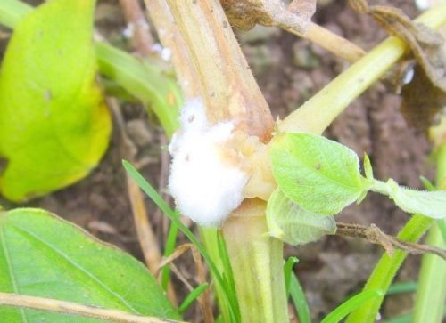 Стебель огурца с ватным наростом при заражении растения белой гнилью