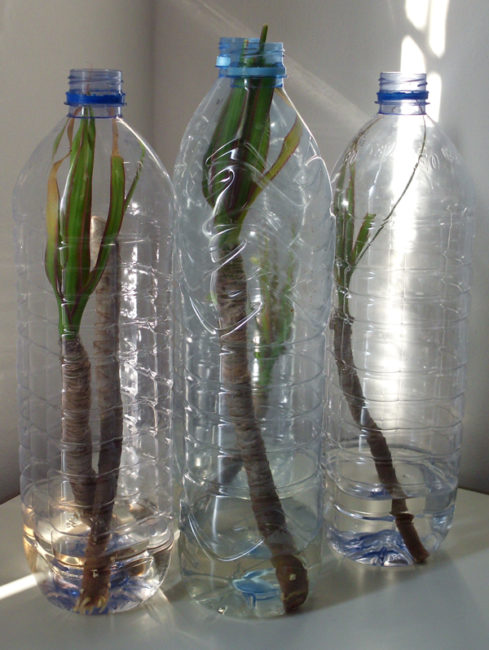 Укоренение черенков драцены в старых пластиковых бутылках