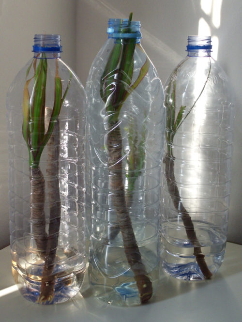 Укоренение черенков драцены в пластиковых бутылках из-под минеральной воды