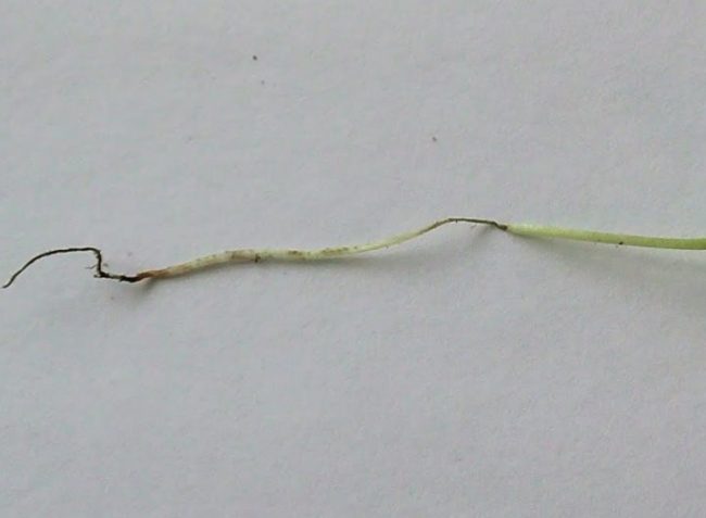 Симптомы поражения рассады огурца черной ножкой в виде истощенного стебля