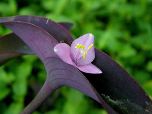Фото цветка сеткреазии пурпурной с лепестками светлого тона