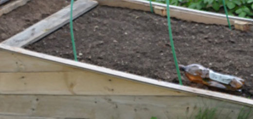 Экспериментальная тёплая грядка для огурцов на садовом участке открытый грунт