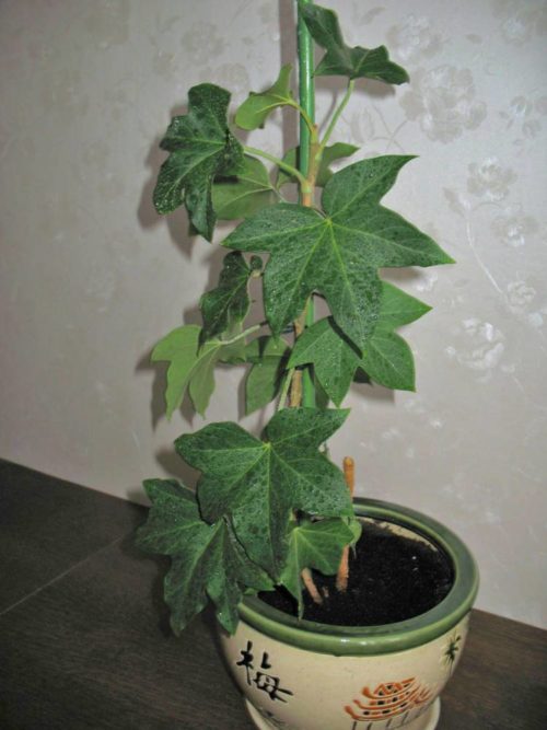 Выращивание фатсхедеры в горшке с вертикальной опорой