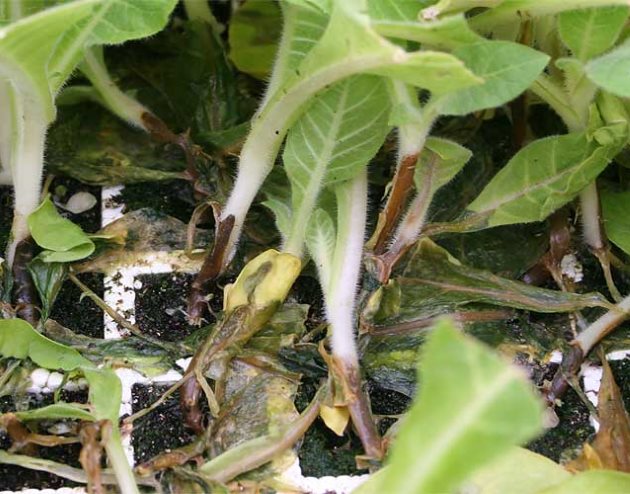 Гибель рассады петунии при заражении растений корневой гнилью
