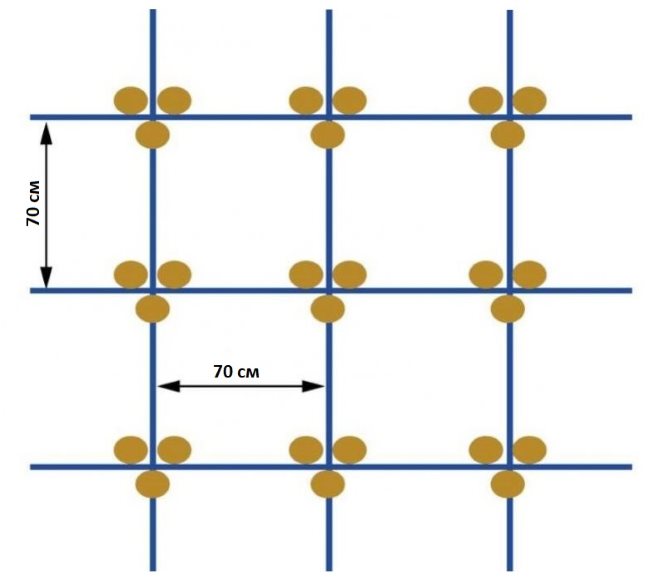 Схема расположения кустов огурцов при квадратно-гнездовом способе посадки