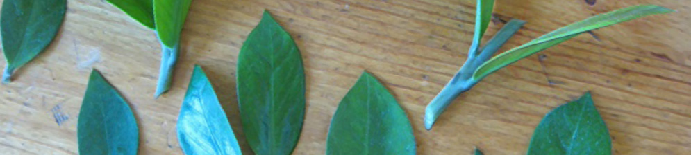 Листья замиокулькаса для приготовления корневой поросли