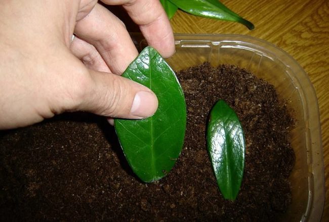 Посадка замиокулькаса листом в пластиковую емкость с влажным грунтом