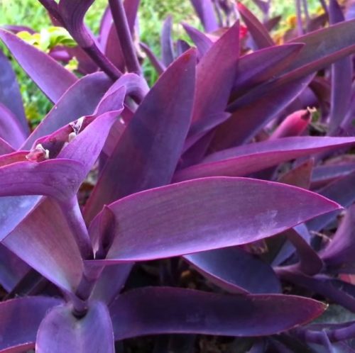 Темно-фиолетовые листья сеткреазии пурпурной при выращивании в домашних условиях