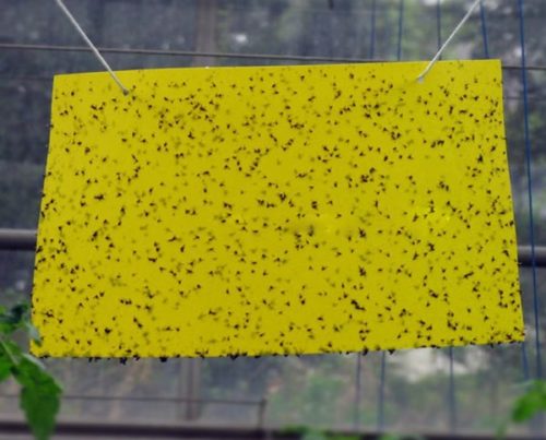 Желтый листок бумаги с клеем для борьбы с белокрылкой