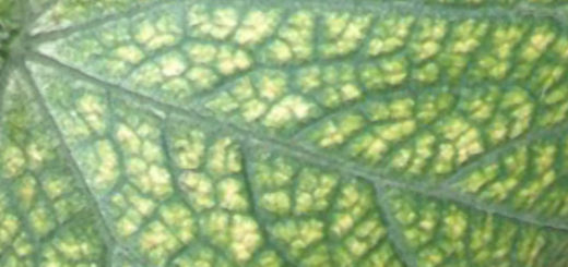 Огуречный лист поражённый мозаикой вблизи
