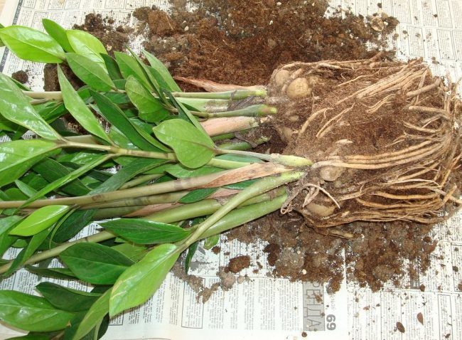 Замиокулькас с открытыми корнями после извлечения из старого горшка