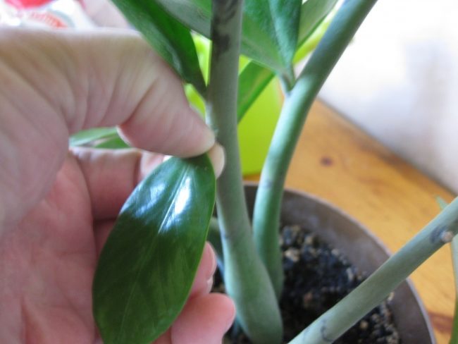 Отрывание листа замиокулькаса от стебля материнского растения для посадки в грунт