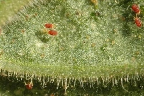 Взрослые особи паутинного клеща на огуречном листе