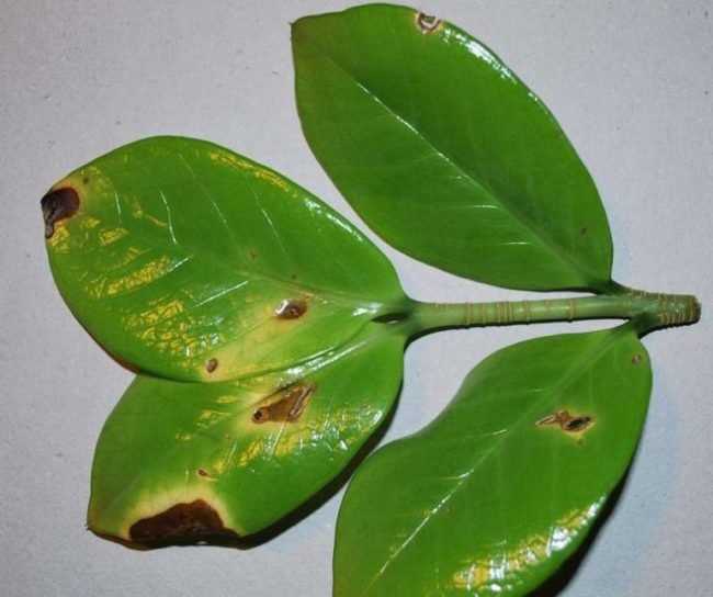 Коричневые пятна на листьях замиокулькаса при повышенной температуре выращивания