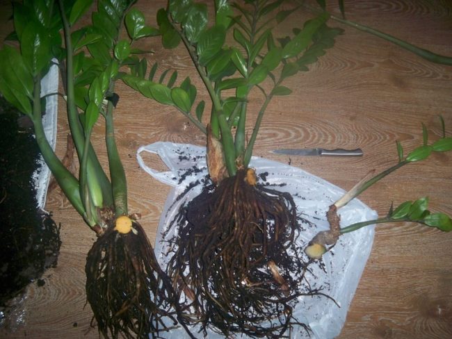 Посадка замиокулькаса без корней в домашних условиях