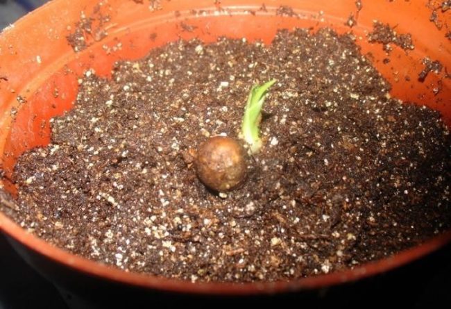 Коричневый горшок с молодым ростком драцены при выращивании из семечки
