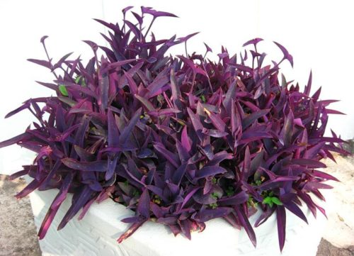 Травянистый куст сеткреазии пурпурной в уличном вазоне на дачном участке