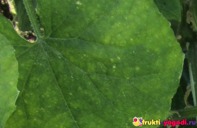 Листья огурцов ВБЛИЗИ с признаками нападения на растение трипсов