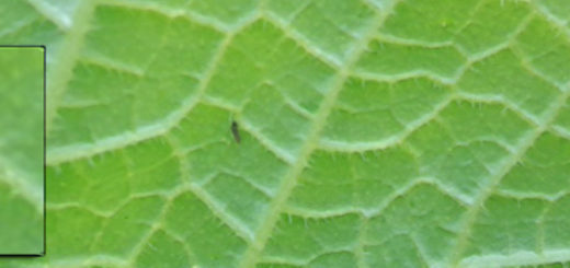 Трипса на листе огурца вблизи