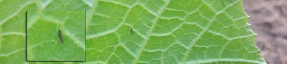 Трипса на листе огурца вблизи