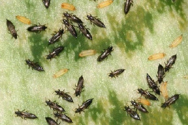 Черные трипсы и их желтоватые личинки на листе огурца вблизи