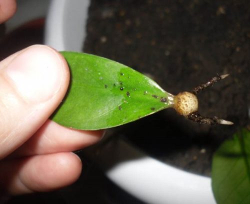 Молодой листок замиокулькаса с трипсами в виде мелких точек черного цвета