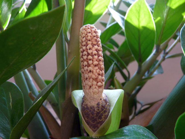 Цветок замиокулькаса в форме початка кукурузы крупным планом