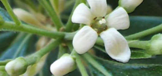 Раскрывающийся цветок Питтоспорум Тобира вблизи