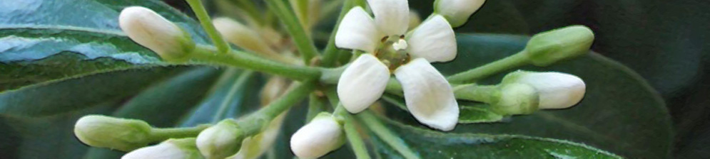 Раскрывающийся цветок Питтоспорум Тобира вблизи