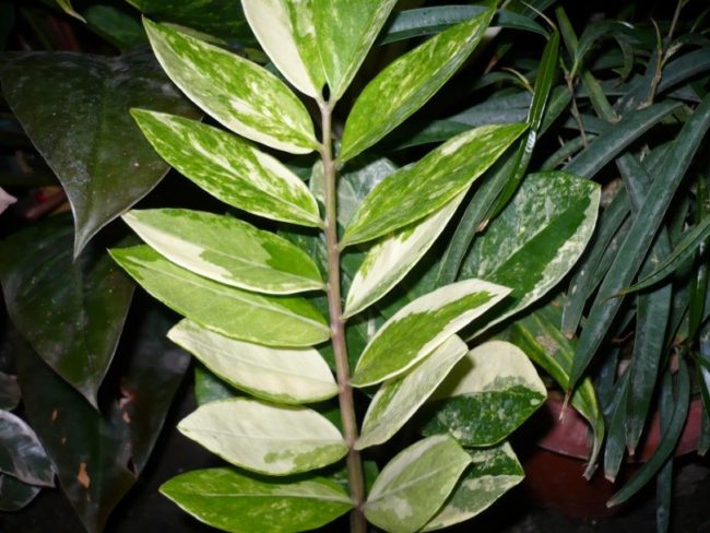 Пестрые листья замиокулькас вариегатного с белыми полосками