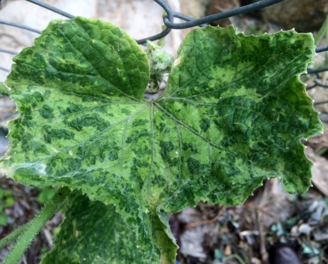 Сморщенные листья огурца при заражении культуры вирусом зеленой крапчатой мозаики